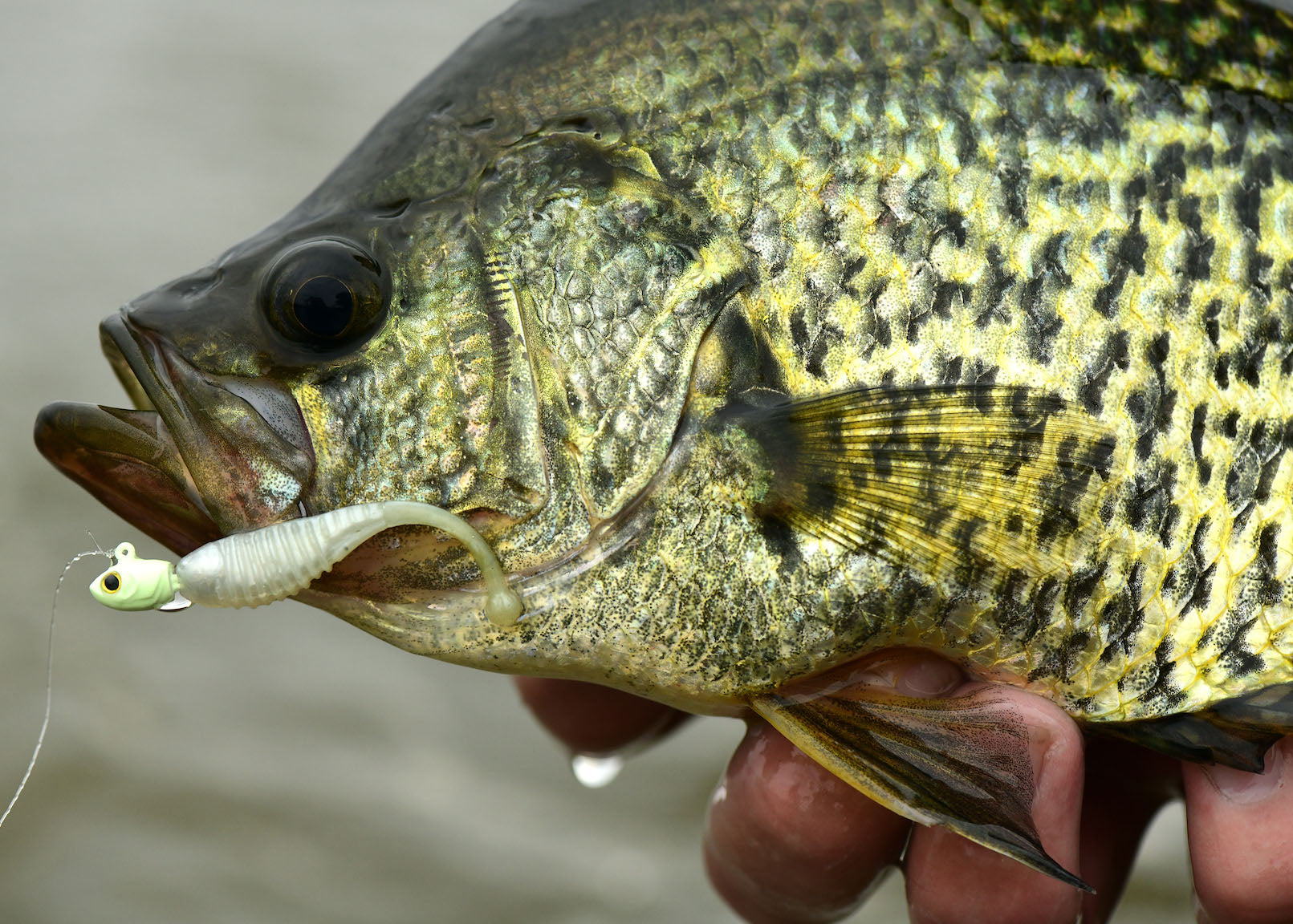 Micro Multispecies Baits Meld Endurance with Next-Level Action