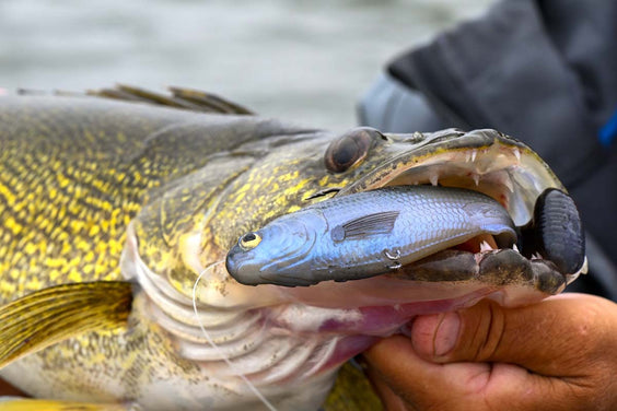 AVAILABLE NOW: Z-Man Shadtron LT