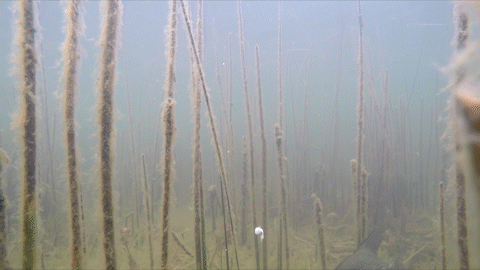 Superplastics for Spring Panfish