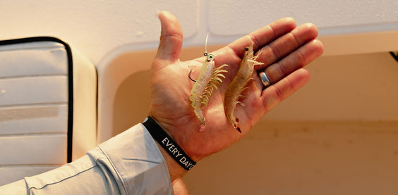 PrawnstarZ Loose Body - Introduction