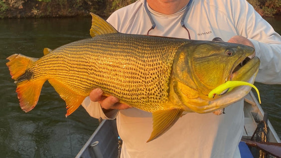 Hunting for River Gold in the Jungle