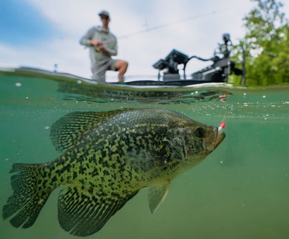 New Micro Graph ShadZ