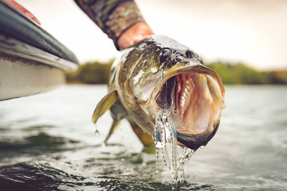 Introducing the Tungsten EVO