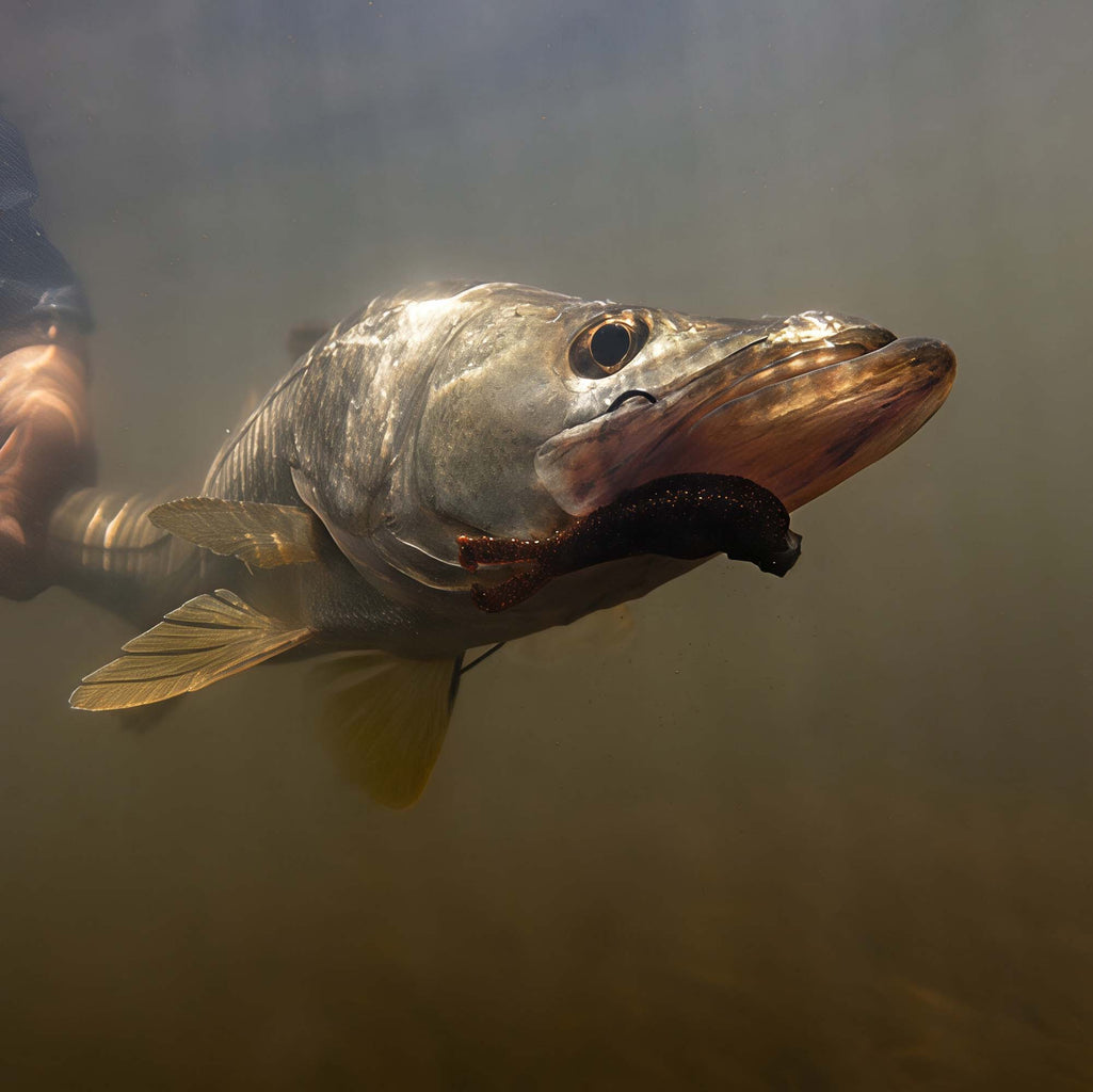 健康アクセサリー minmin Z-Man Fishing Products - The Science and Art of Fishing