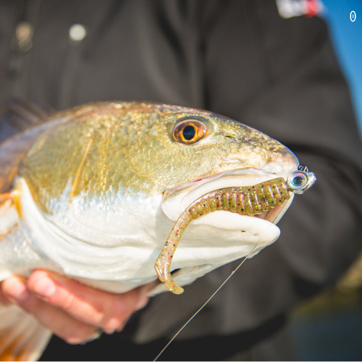 fish arizona z-wobbler whittmann lure catch a memory Wiggle Wart MadFlash 05 Ghost Shad : Artificial Fishing Bait : Sports & Outdoors Armed with a heavy Z-Man DieZel MinnowZ Paddle Tail