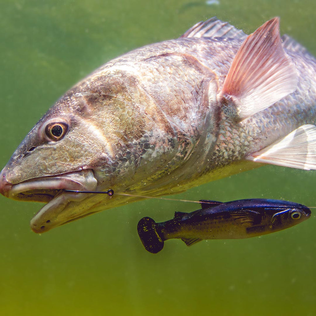 Z-Man Fishing Products - The Science and Art of Fishing